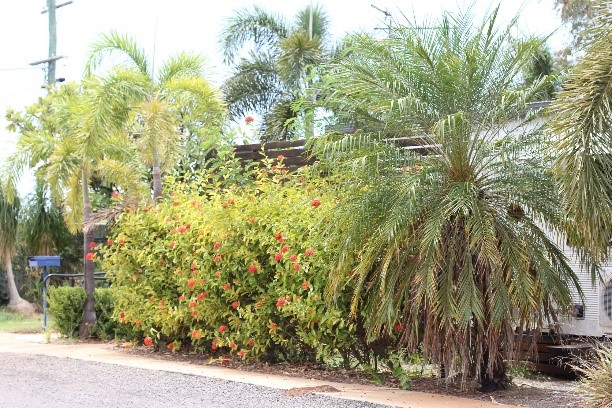 Cloncurry Flora