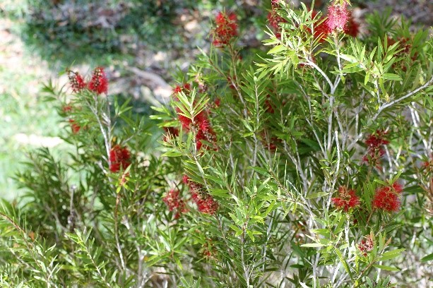Cloncurry Flora