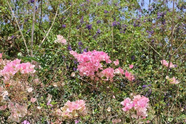 Cloncurry Flora