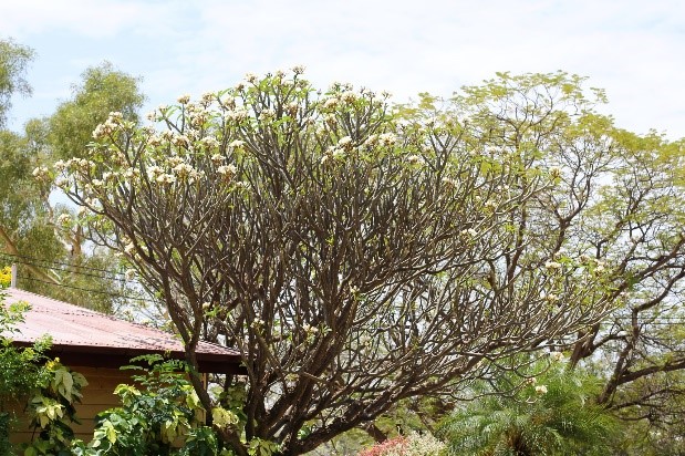 Cloncurry Flora