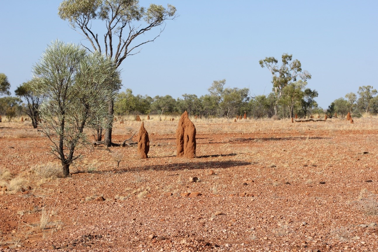 Cloncurry Fauna