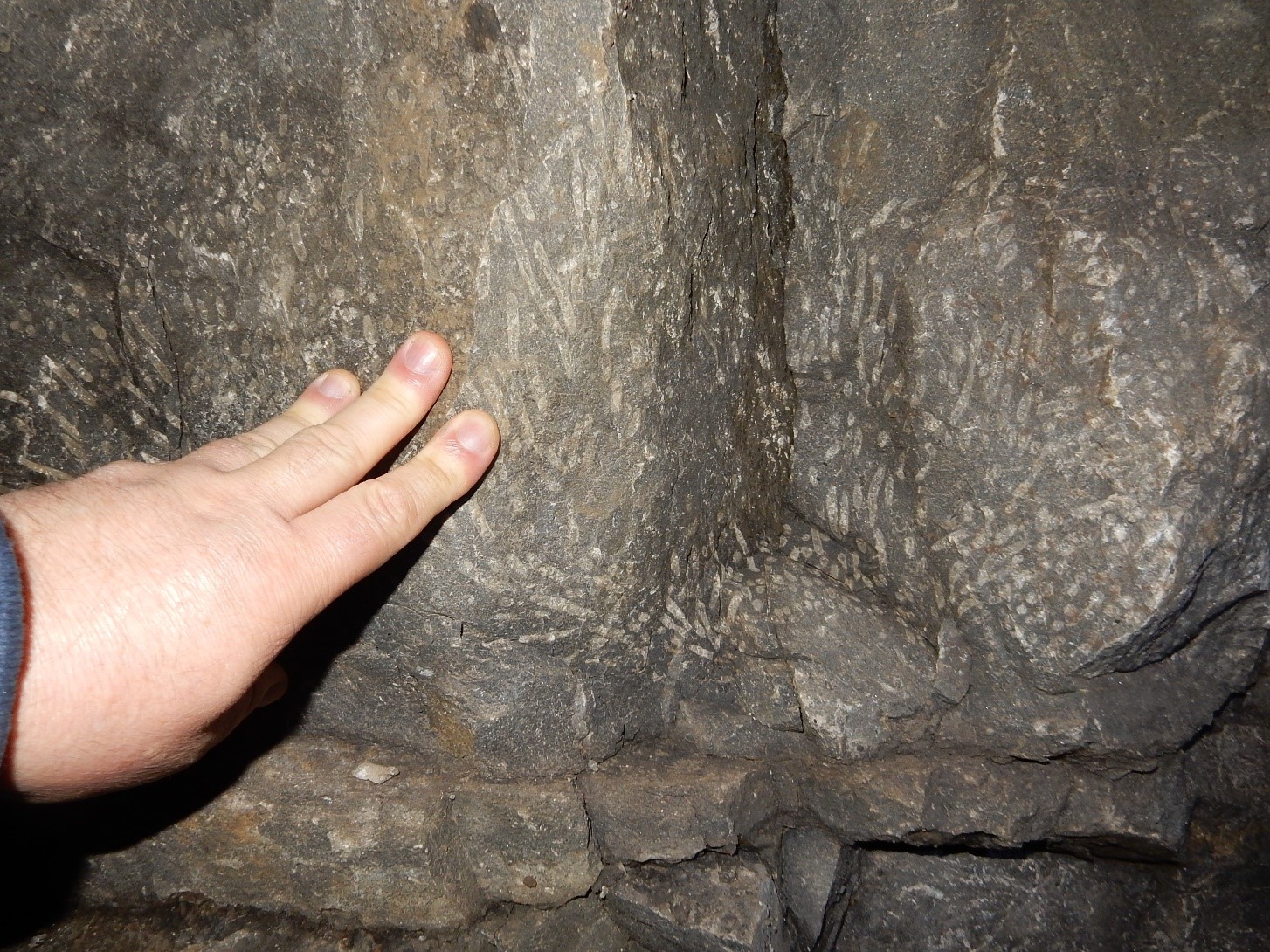 Fossilised Coral