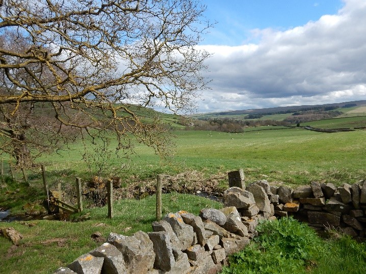 Stone Wall In Weardale